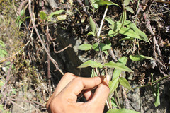 Ceropegia candelabrum var. candelabrum